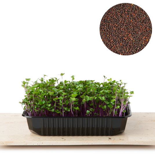 Semințe Varză Roșie