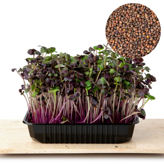Semințe Ridiche Purpurie
