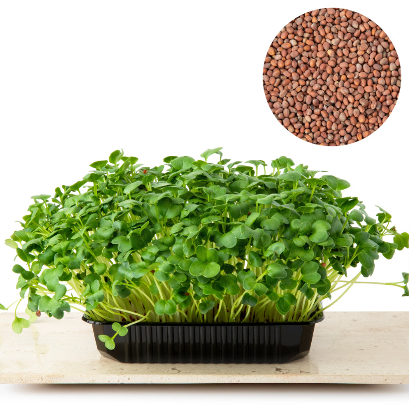 Semințe Ridiche Daikon