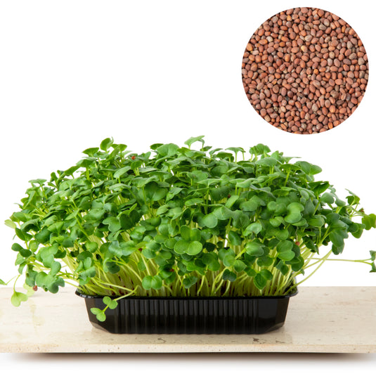 Semințe Ridiche Daikon