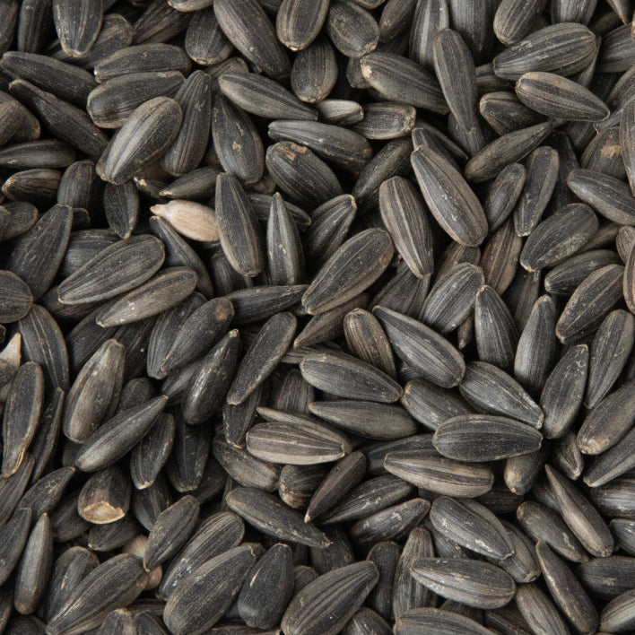 Semințe Floarea Soarelui