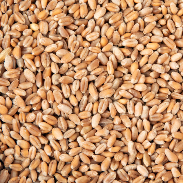 Semințe Grâu