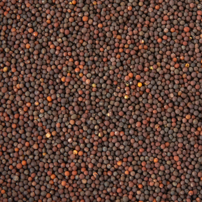 Semințe Varză Roșie