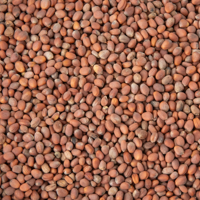 Semințe Ridiche Daikon