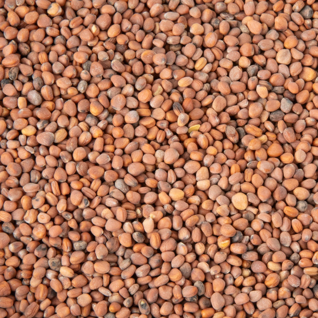 Semințe Ridiche Rose