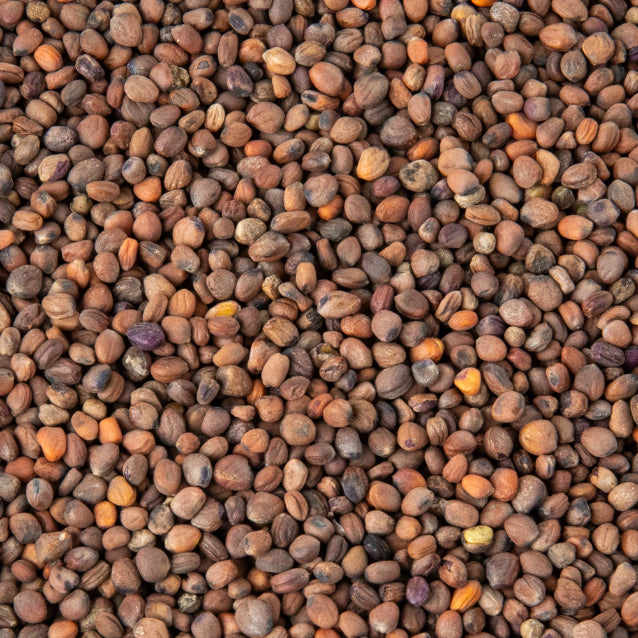 Semințe Ridiche Purpurie