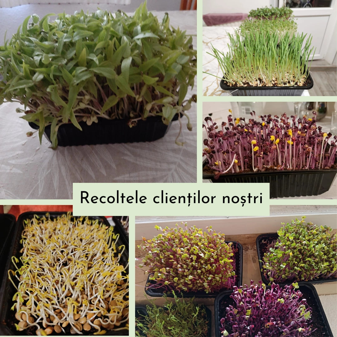Kitul Isteț: Crește Microplante Acasă