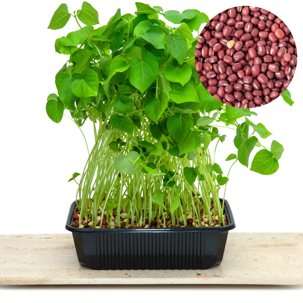 Semințe Fasole Roșie