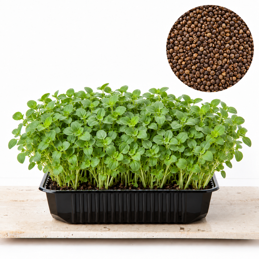 Semințe de oregano Illusion