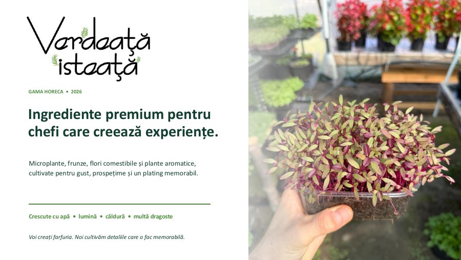 Coperta catalogului HoReCa Verdeață Isteață