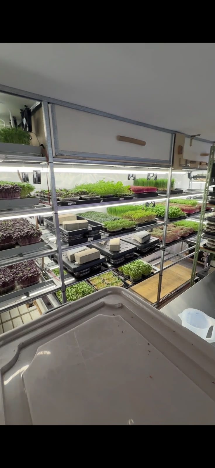 Microplante crescute pe rafturile de producție