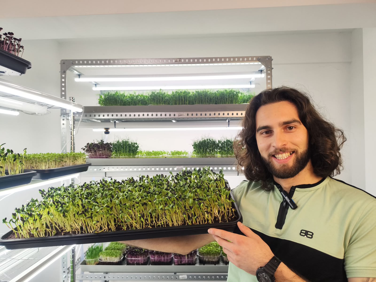 Rafturi cu tăvi de microplante în spațiul de producție